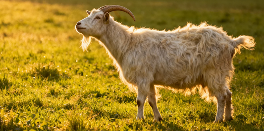 Goat Zodiac: Personality, Compatibility & Lucky Elements Guide